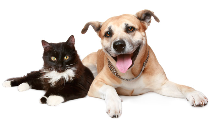 Pet Health Club From Powis & Partners Vets Stourbridge
