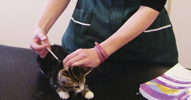 vet-vaccinating-kitten