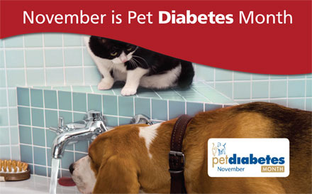 pet-diabetes-month
