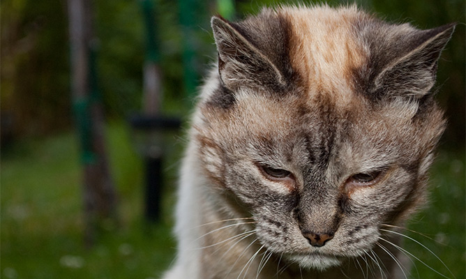 Spotting the Signs of Pain or illness In Your Cat
