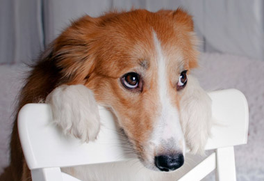 Dog Behaviour Training Advice - Powis Vets Stourbridge