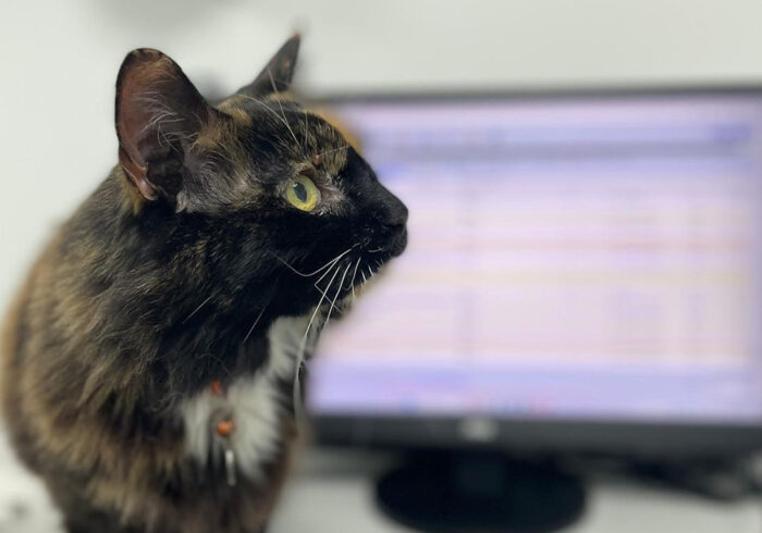 BBC News XL Bully Feature – 18th February 2025