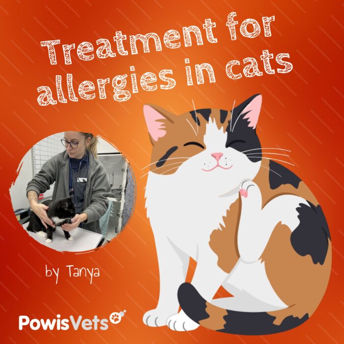 Treatment for allergies in cats